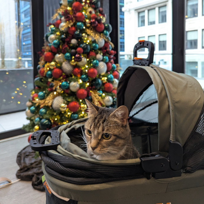 Calm And Communicative Cat Dad photo 3