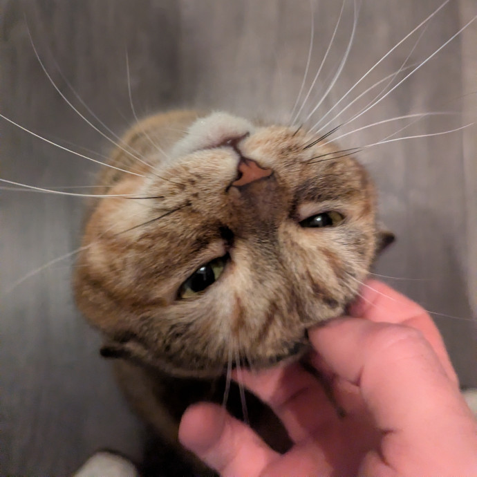 Calm And Communicative Cat Dad photo 2