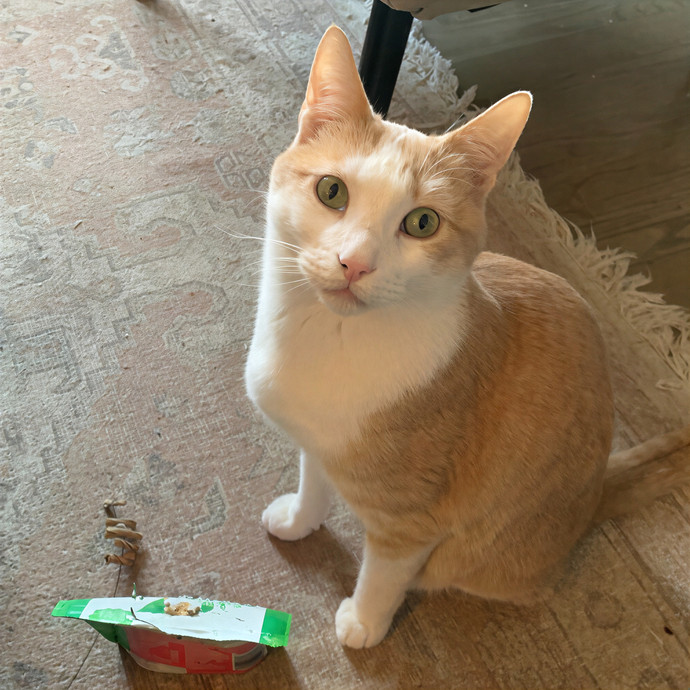 Amy Kitty Sitty Care