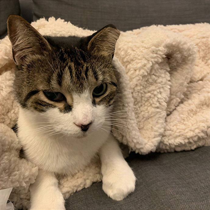 Amy Kitty Sitty Care
