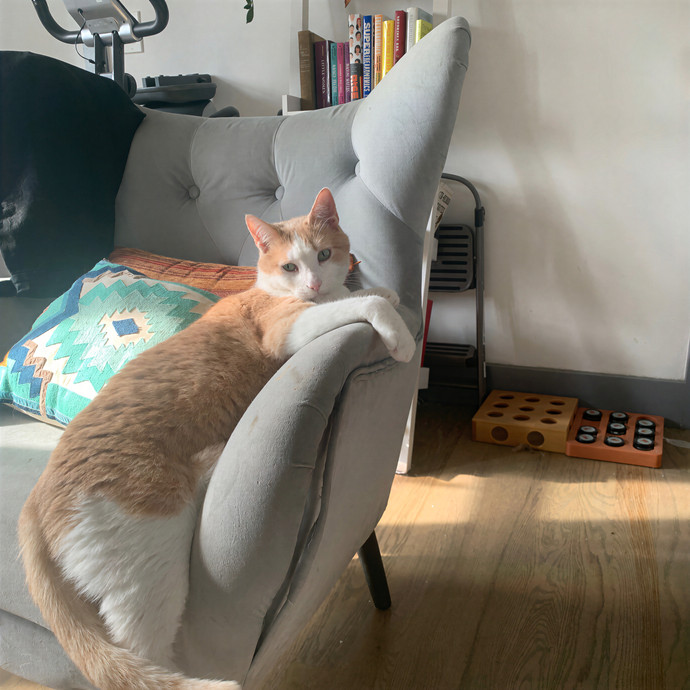 Amy Kitty Sitty Care