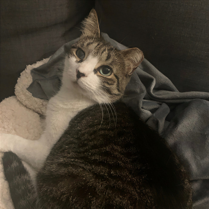 Amy Kitty Sitty Care