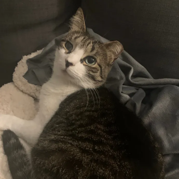 Amy Kitty Sitty Care