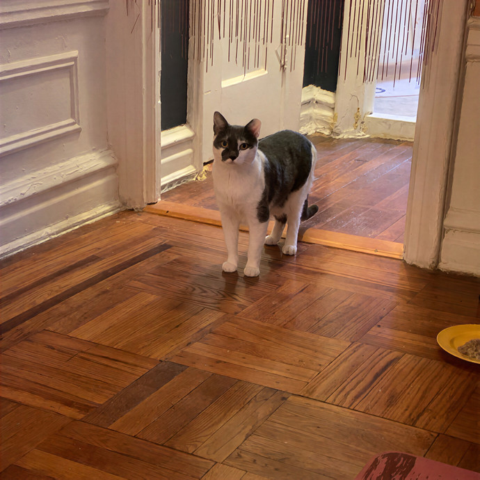 Amy Kitty Sitty Care