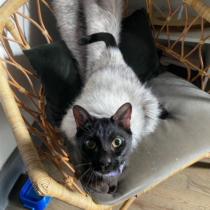 Amy Kitty Sitty Care