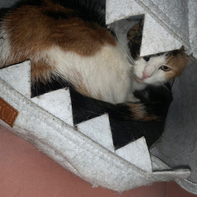 Amy Kitty Sitty Care photo 3