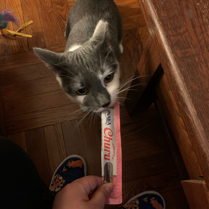 Amy Kitty Sitty Care photo 2