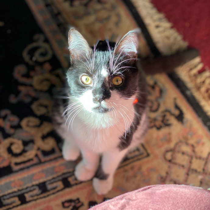 Faust Pet Care photo 3