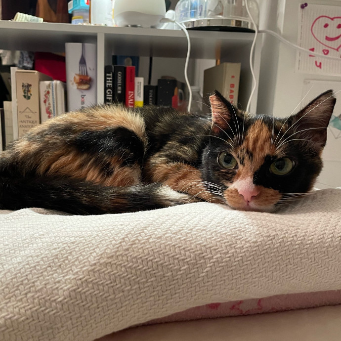Jules' Cat Care