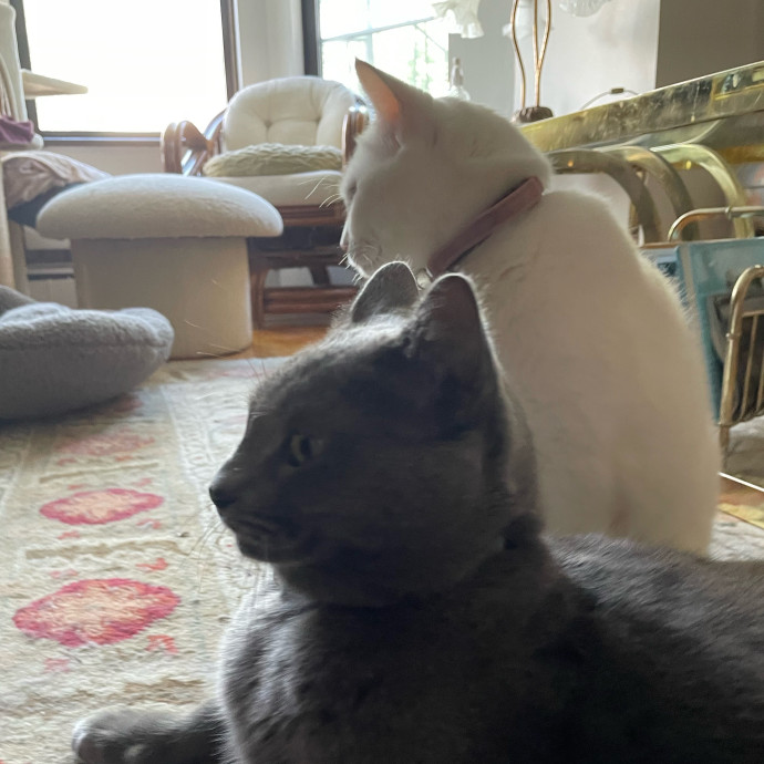 Jules' Cat Care