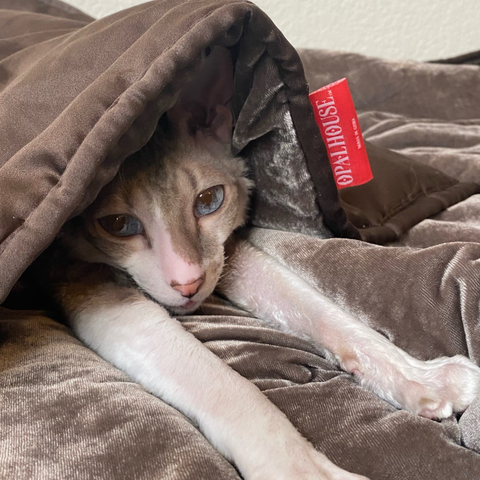 Jules' Cat Care