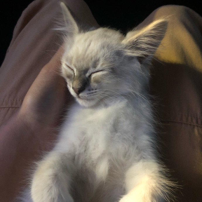 Jules' Cat Care