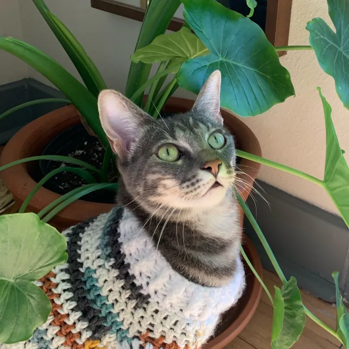 Jules' Cat Care photo 3