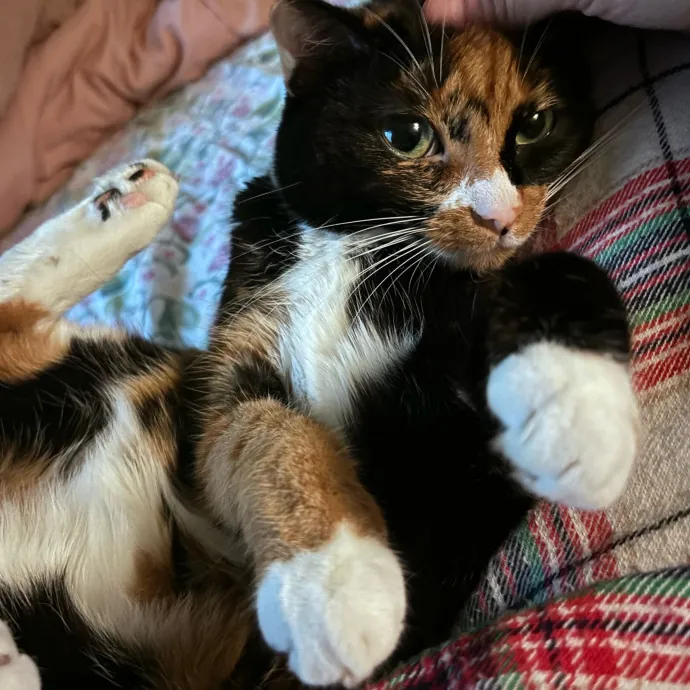 Jules' Cat Care photo 2