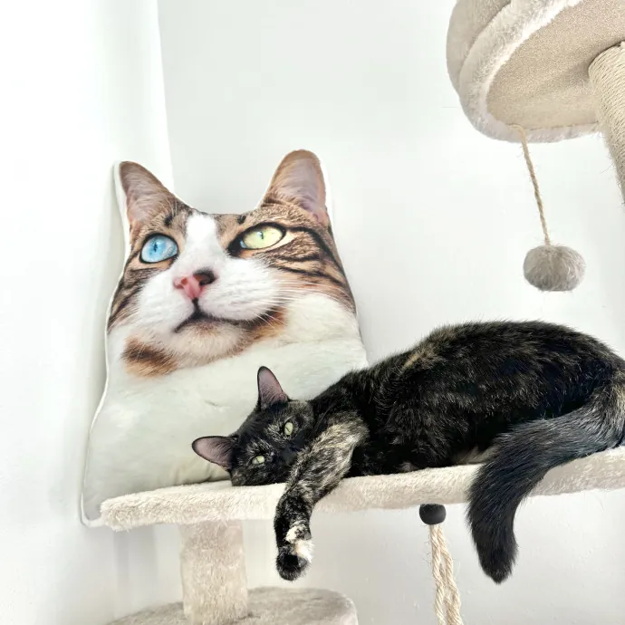 Big City Calm Ciddies