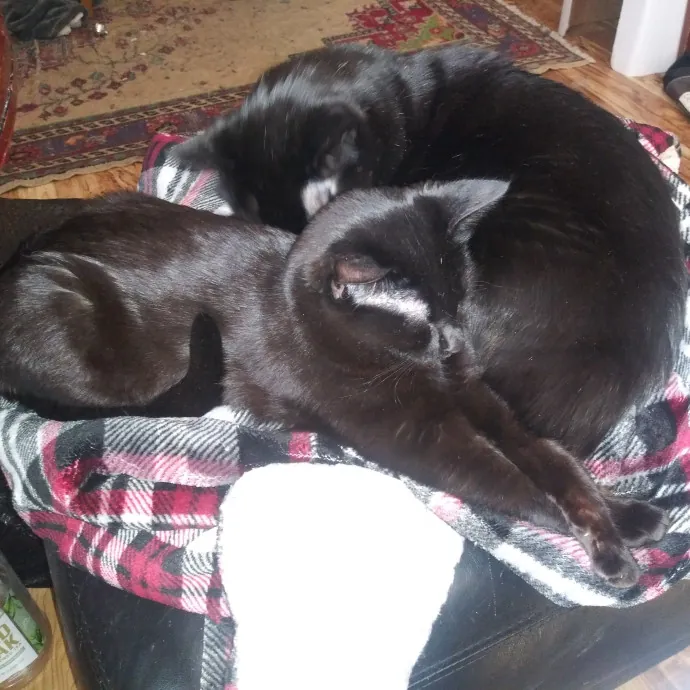 Maurae's Happy Cats Of Denver