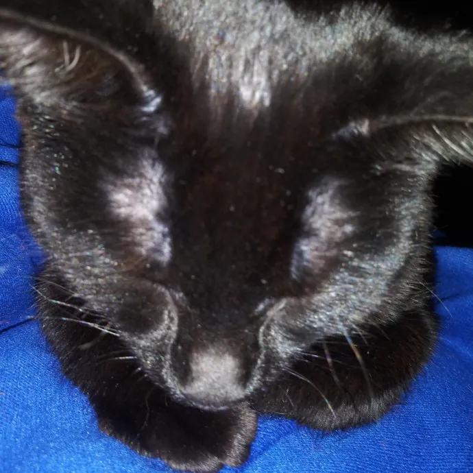 Maurae's Happy Cats Of Denver