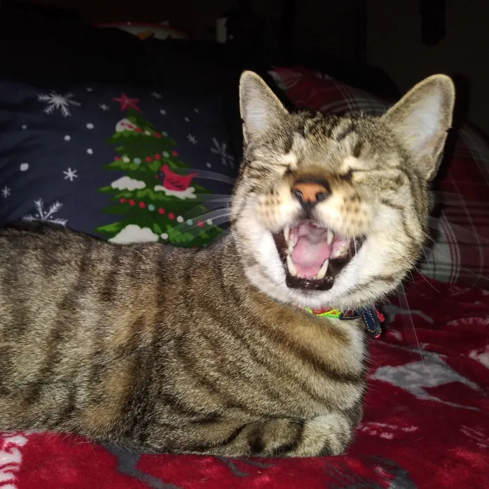 Maurae's Happy Cats Of Denver