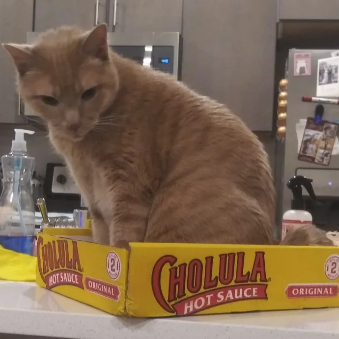 Maurae's Happy Cats Of Denver