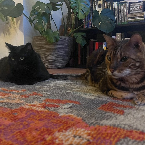Top Notch Cat Care By Annie