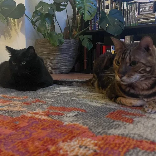 Top Notch Cat Care By Annie