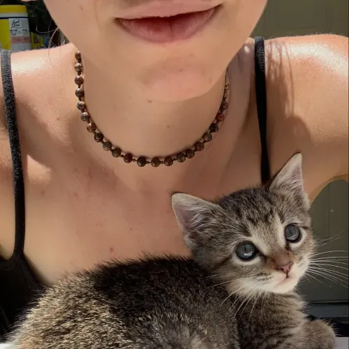 Top Notch Cat Care By Annie