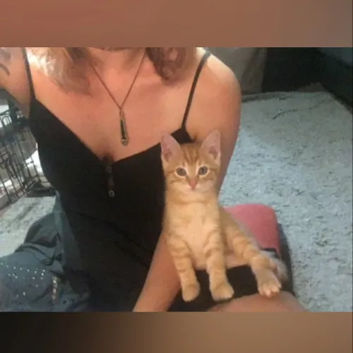 Top Notch Cat Care By Annie