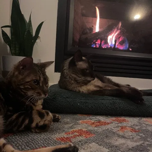 Top Notch Cat Care By Annie