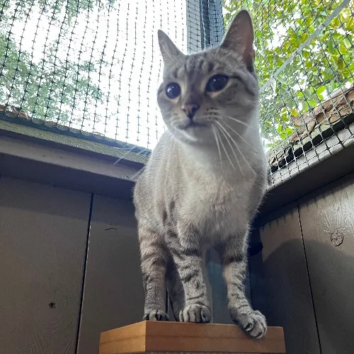 Top Notch Cat Care By Annie