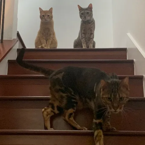 Top Notch Cat Care By Annie