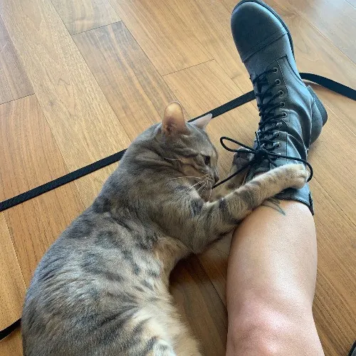 Top Notch Cat Care By Annie