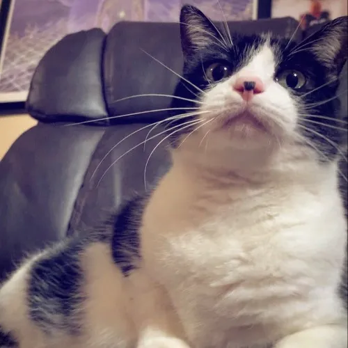 Top Notch Cat Care By Annie