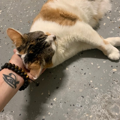 Top Notch Cat Care By Annie