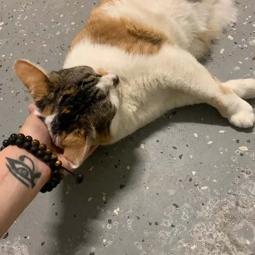 Top Notch Cat Care By Annie