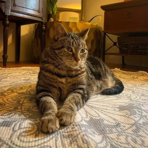 Top Notch Cat Care By Annie