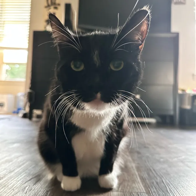 Top Notch Cat Care By Annie