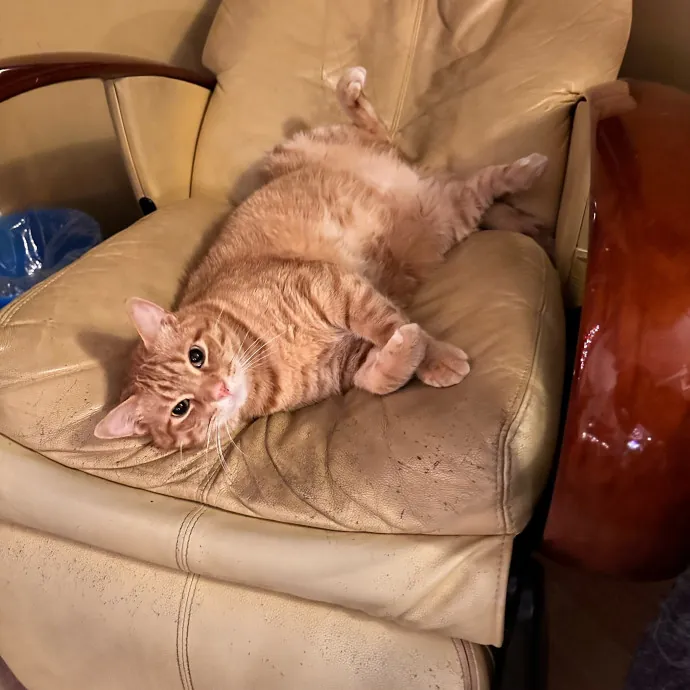 Top Notch Cat Care By Annie