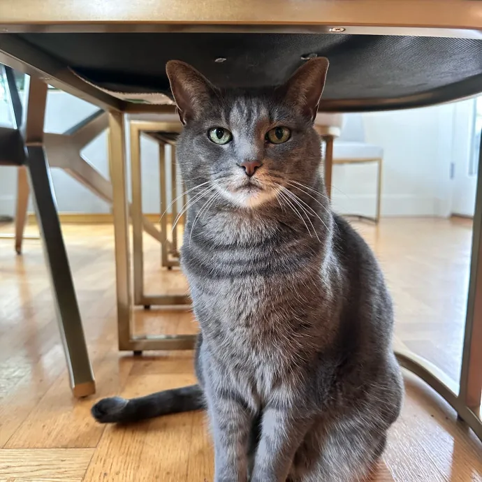 Top Notch Cat Care By Annie