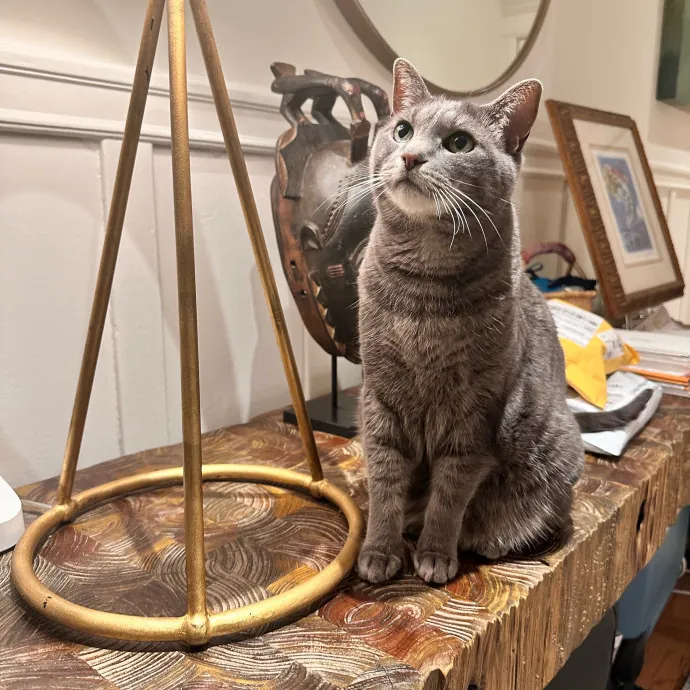 Top Notch Cat Care By Annie