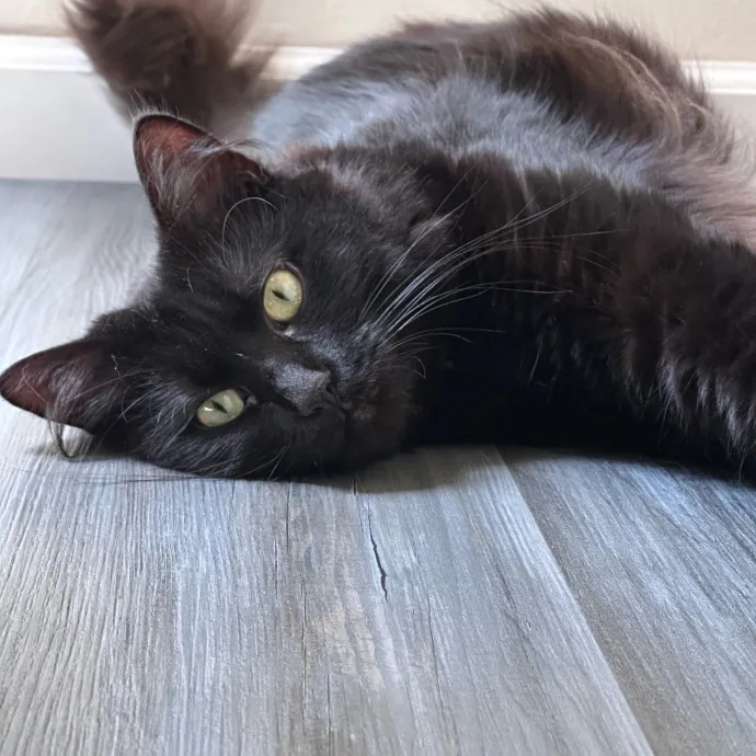 Top Notch Cat Care By Annie