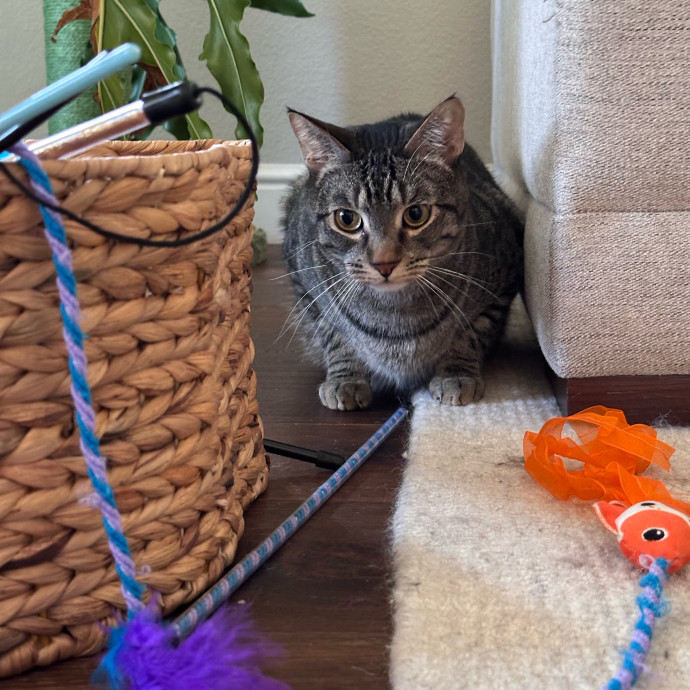 Top Notch Cat Care By Annie