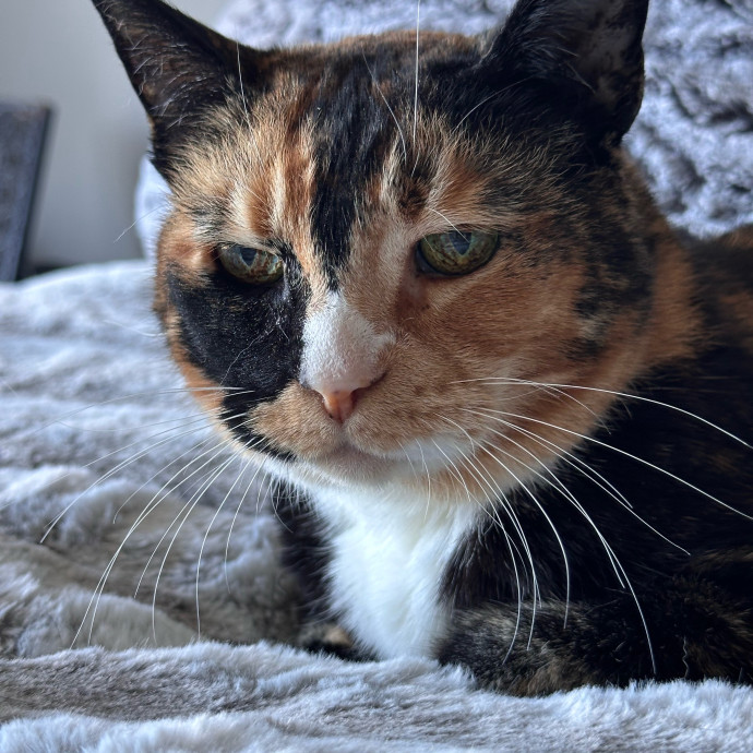 Top Notch Cat Care By Annie