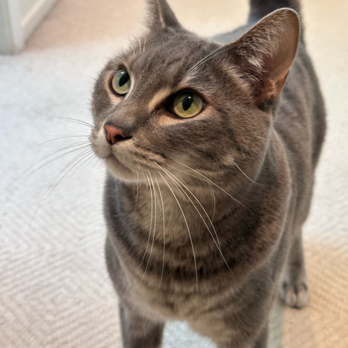 Top Notch Cat Care By Annie
