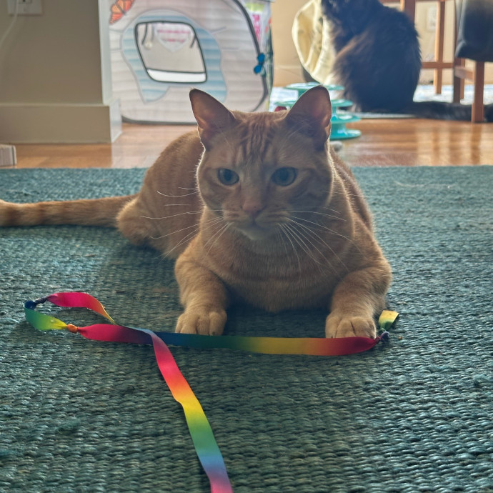 Top Notch Cat Care By Annie