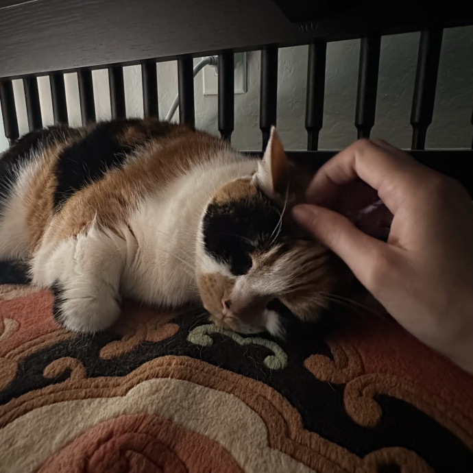 Top Notch Cat Care By Annie
