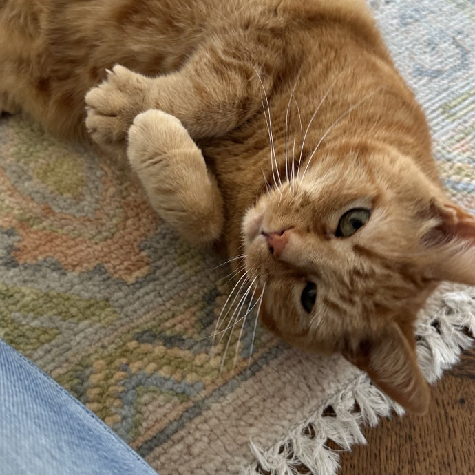 Top Notch Cat Care By Annie