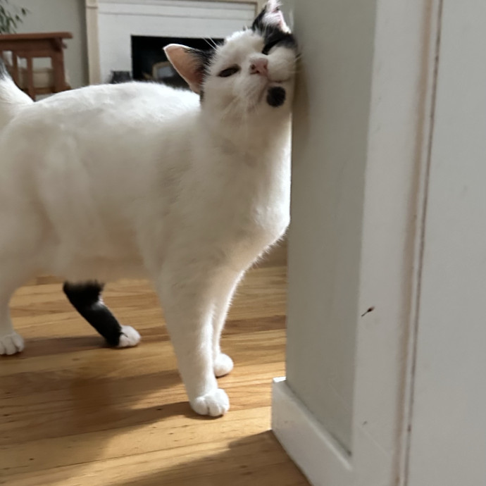 Top Notch Cat Care By Annie