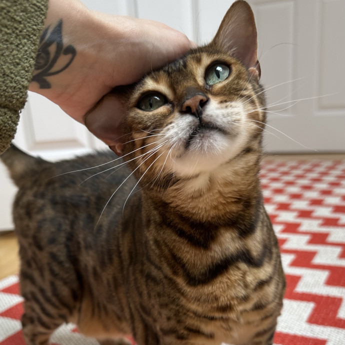 Top Notch Cat Care By Annie