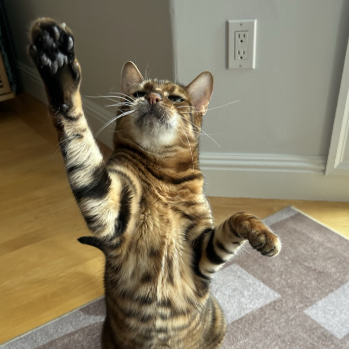 Top Notch Cat Care By Annie