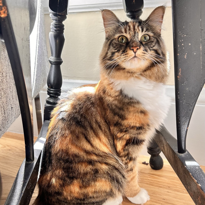 Top Notch Cat Care By Annie